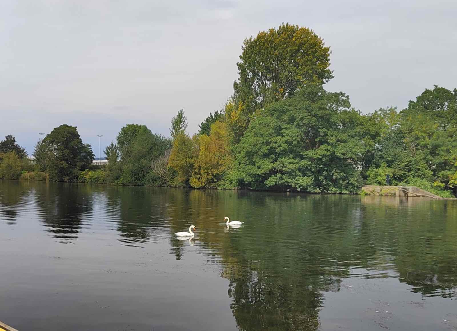 Two swans on the River Taff beside the club, with trees along the far bank